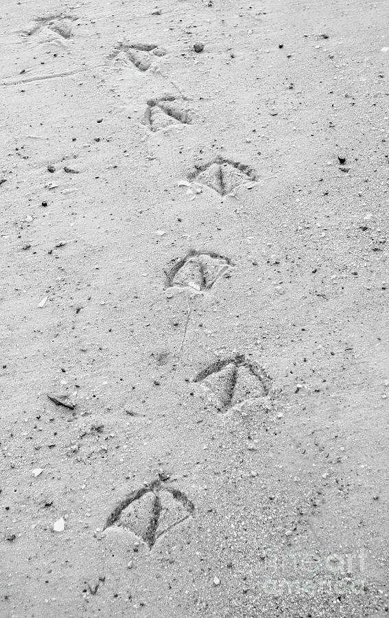 You Never Know Where Your Steps Will Lead Photograph by Sharon Williams Eng