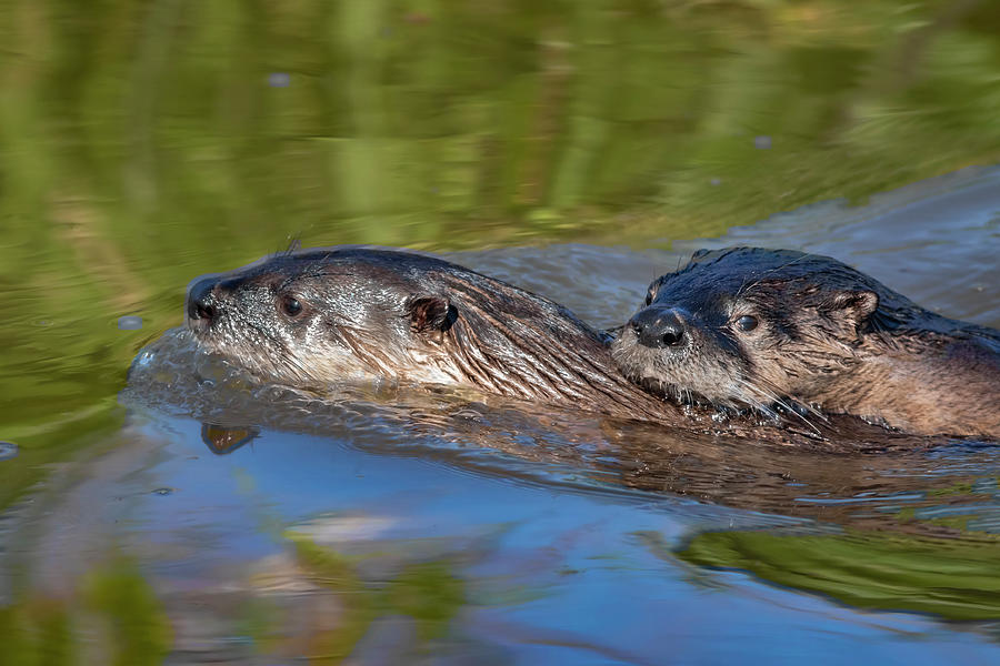  River Otters Photograph by Mark Miller