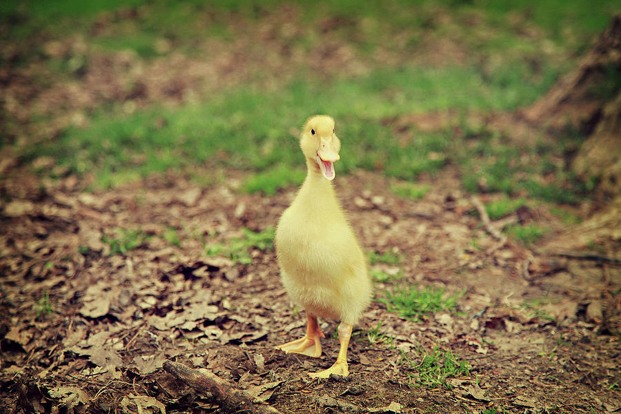 You Quack Me Up Photograph by Carrie Ann Grippo-Pike