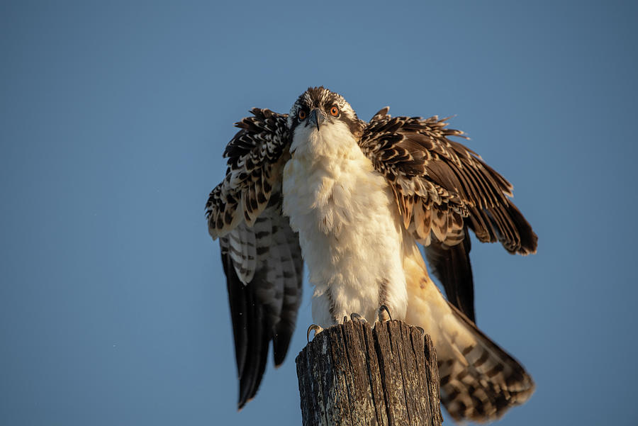 You Ruffled My Feathers Photograph By Matthew Donaldson Fine Art America