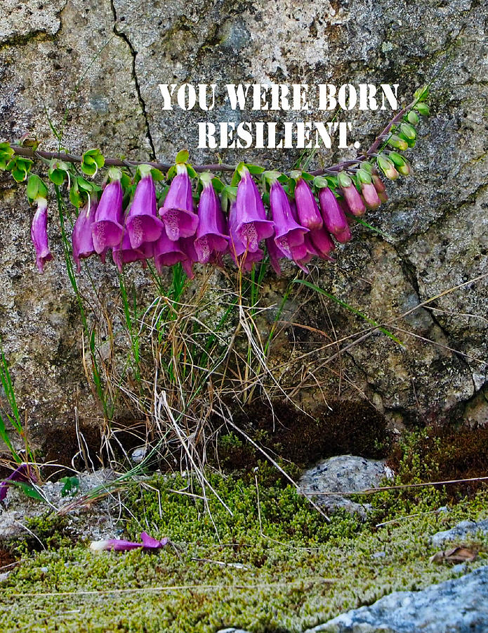 You Were Born Resilient Mixed Media by Judy Link Cuddehe