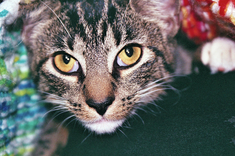 Cat Photograph - You Will Give Me Catnip by Robin Shwedo Cat Photograph - You Will Give Me Catnip by Robin Shwedo