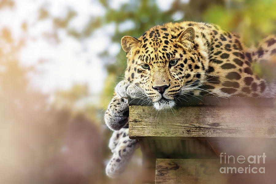 Young adult Amur Leopard in sunlight. A species of leopard indig Photograph by Jane Rix