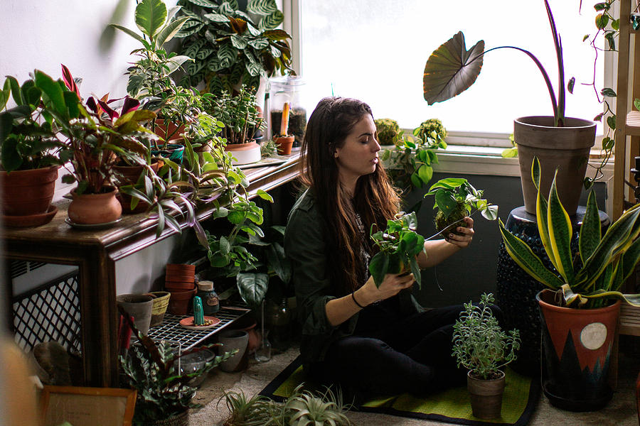 Young Adult Woman At Home Watering Indoor House Plants Photograph by Timnewman
