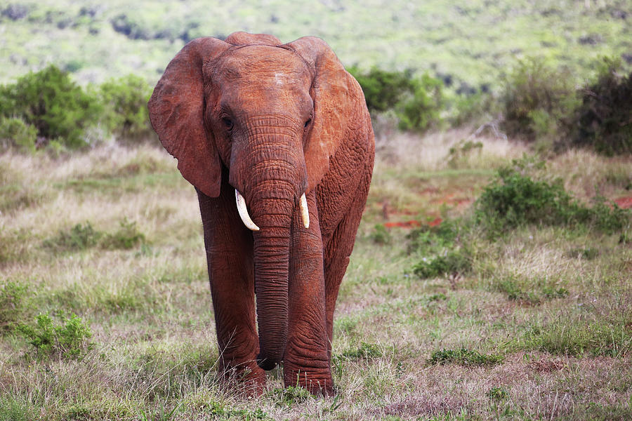 Young African Bull Elephant Photograph by Michael Peak | Fine Art America