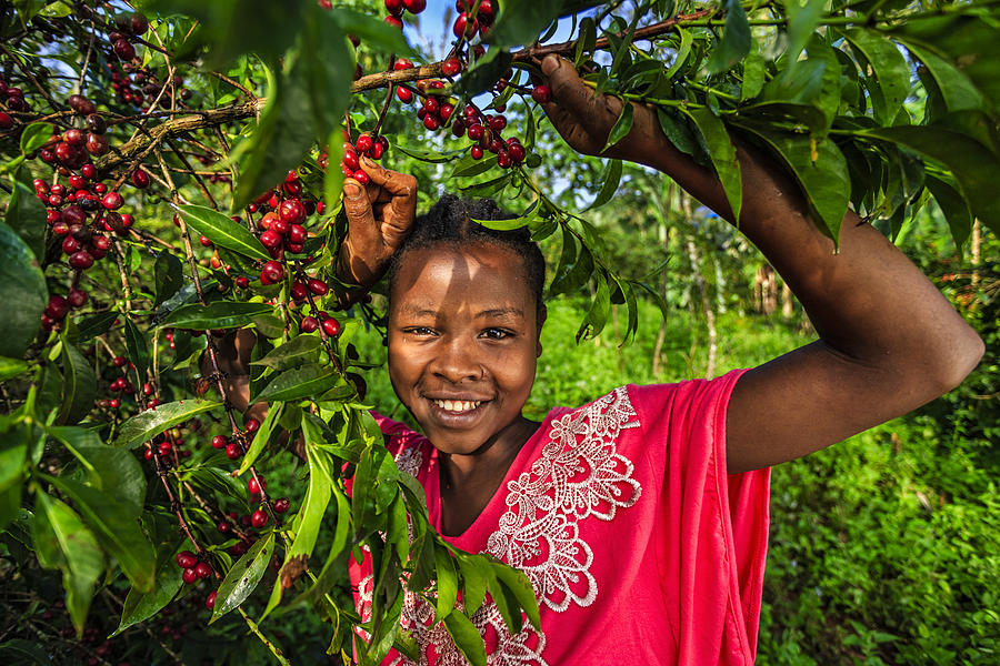 Young African woman collecting coffee cherries, East Africa Photograph by Hadynyah