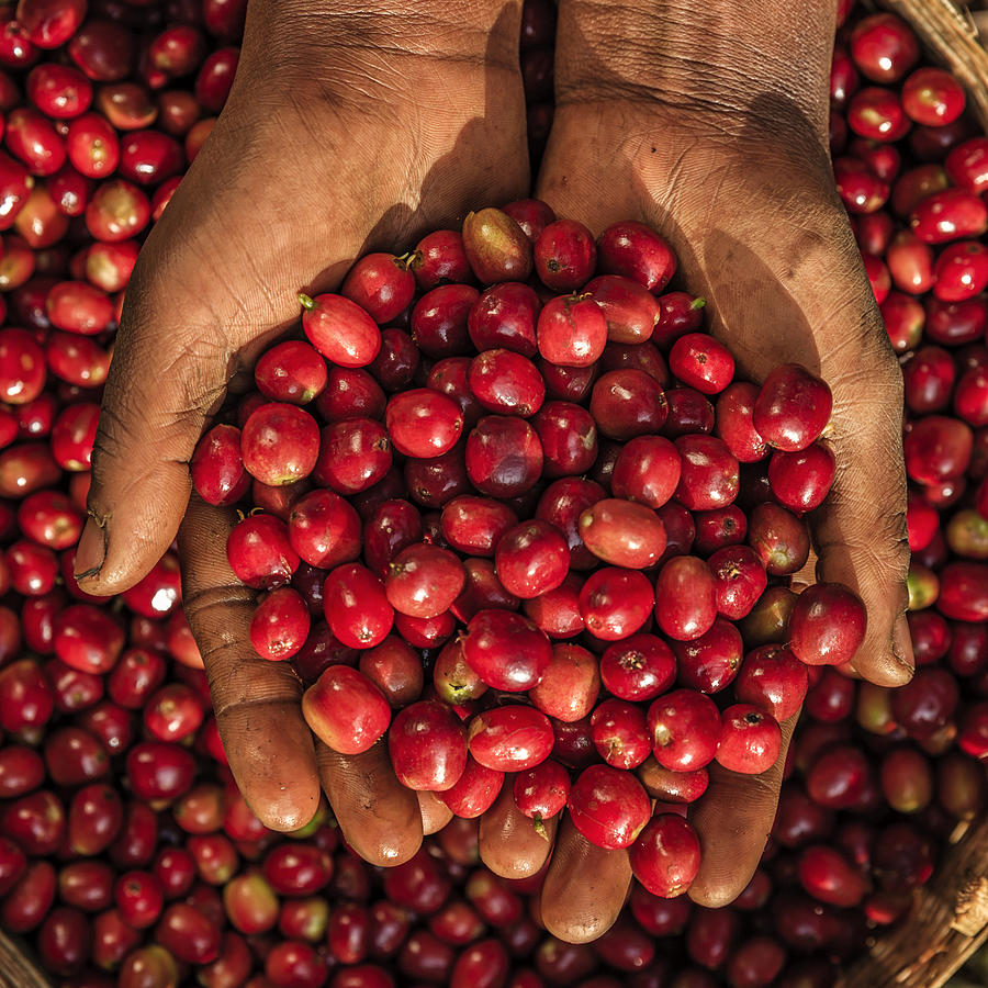 Young African woman showing freshly picked coffee cherries, East Africa Photograph by Bartosz Hadyniak