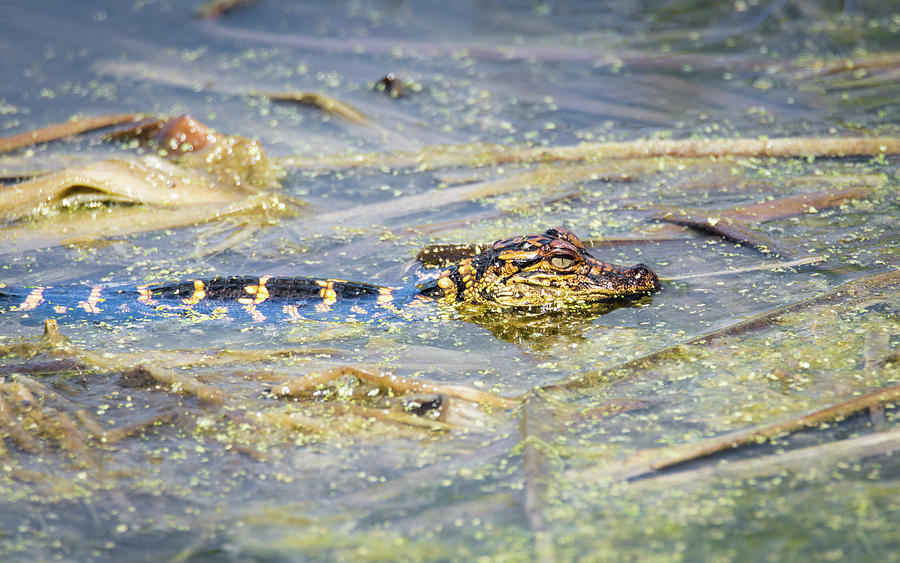 Young Alligator Photograph by Debra Martz