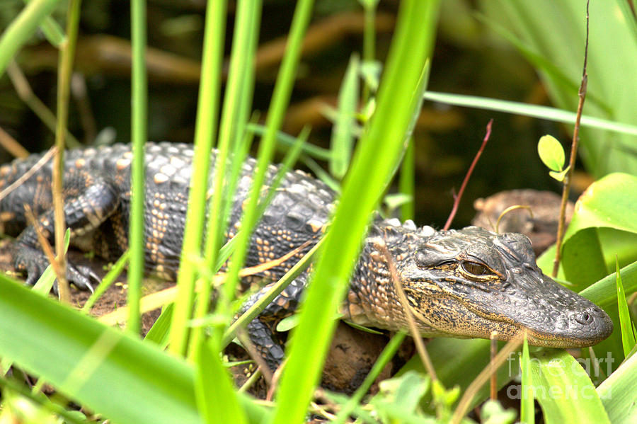 Young Alligator In The Grass Photograph by Adam Jewell