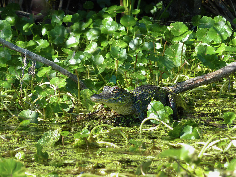 Young Alligator Photograph by Karen Rispin