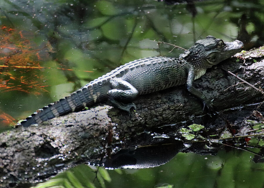 Young Alligator on a Log Photograph by David T Wilkinson