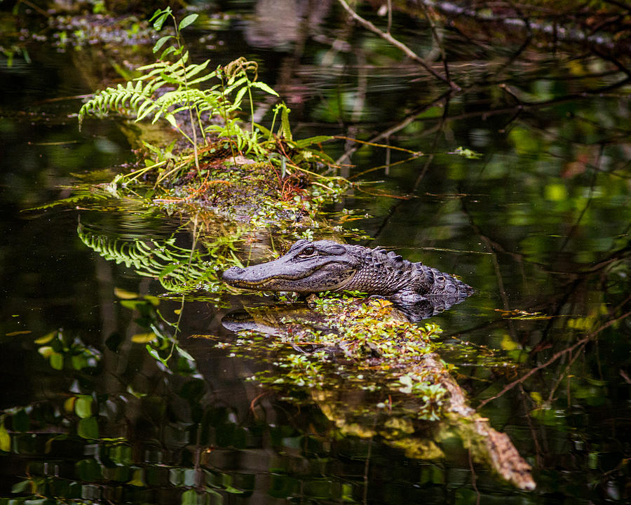 Young Alligator on Log Photograph by Troy Harrison