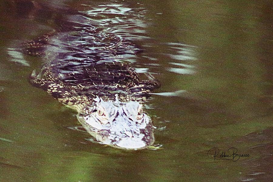 Young Alligator Watching #4 Photograph by Philip And Robbie Bracco