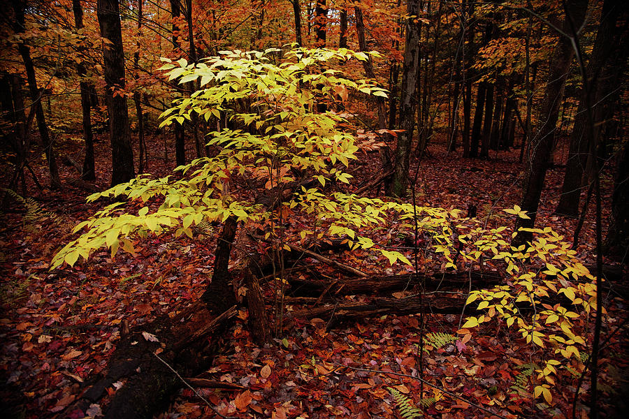Young American Beech Tree Photograph by Stephen Russell Shilling