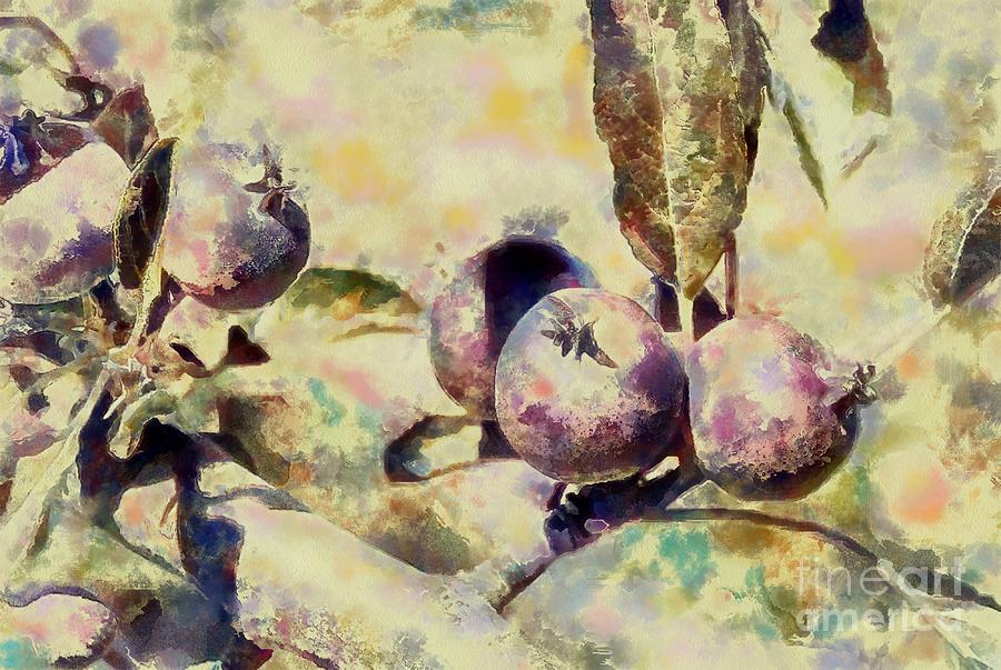 Young apples Digital Art by Fran Woods