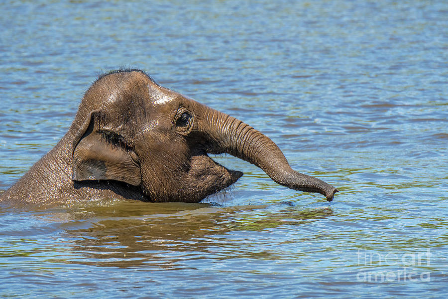 Young Asian Elephant Swimming in Lake Photograph by Arterra Picture Library