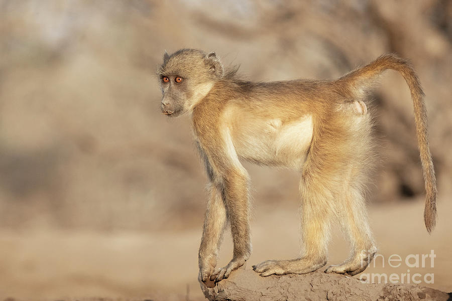 Young Baboon Photograph by Linda D Lester