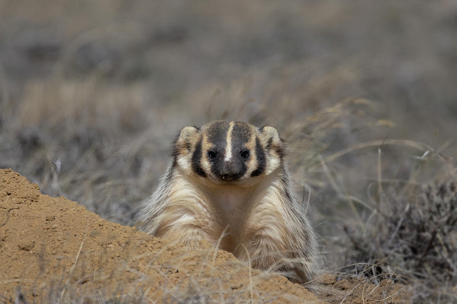 Young Badger Photograph by Laura Terriere