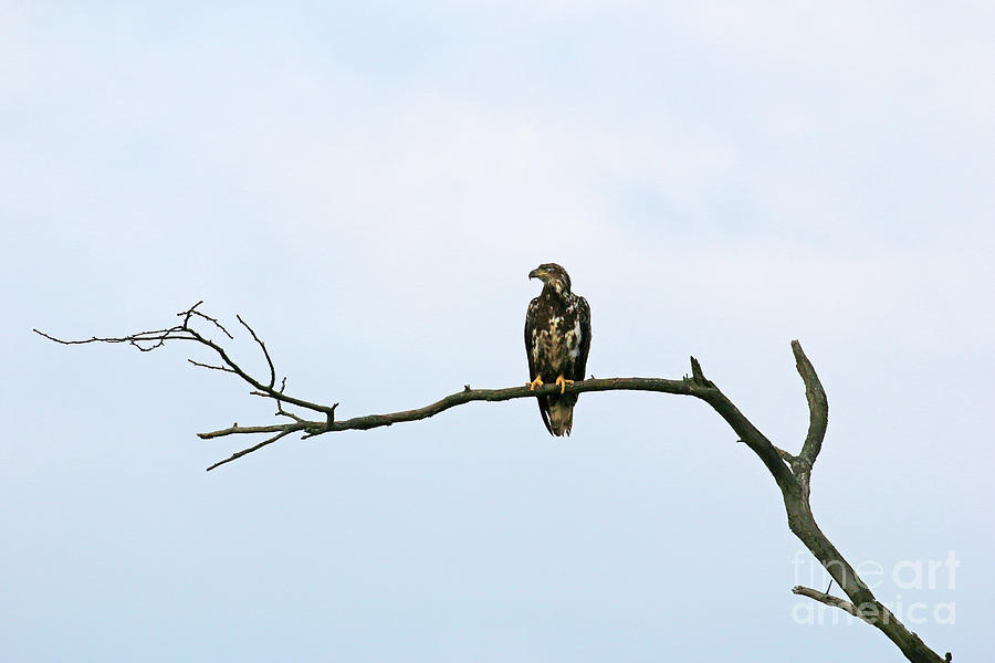 Young Bald Eagle 9518 Photograph by Jack Schultz