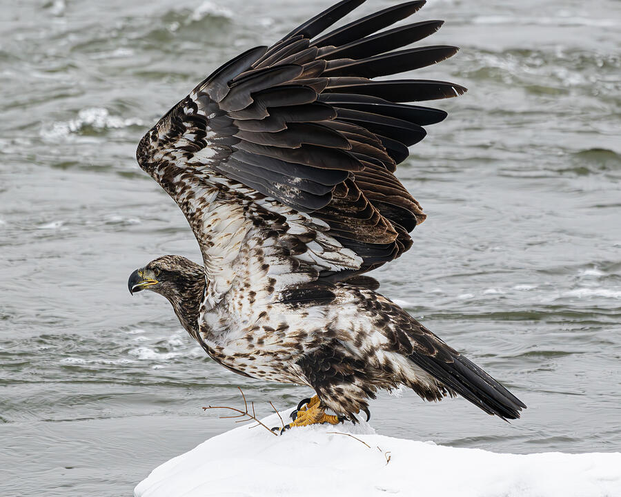 Young Bald Eagle Photograph by Alan Moore Young Bald Eagle Photograph by Alan Moore