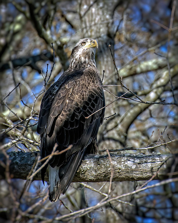 Young Bald Eagle Photograph by Alan Raasch