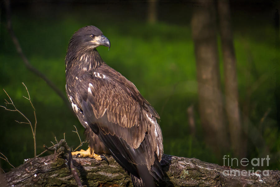 Young Bald Eagle Closeup Photograph by Eleanor Abramson