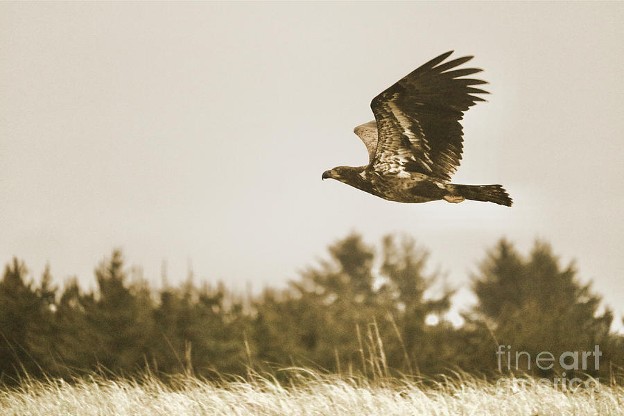 Young Bald Eagle Flying at the Beach in Sepia Photograph by Carol Groenen