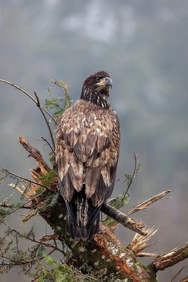 Young Bald Eagle in Chilliwack Photograph by Pierre Leclerc Photography