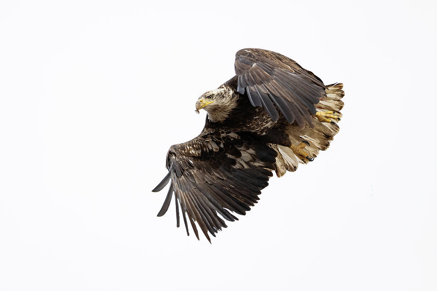 Young Bald Eagle Leaps Into Action Photograph by Tony Hake