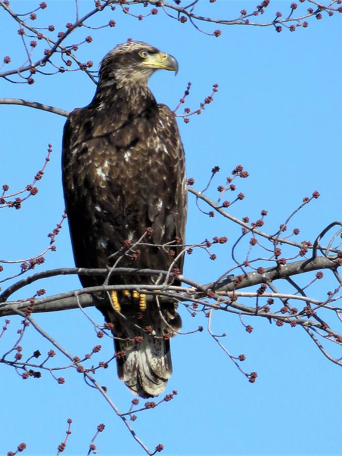 Young Bald Eagle  Photograph by Lori Frisch