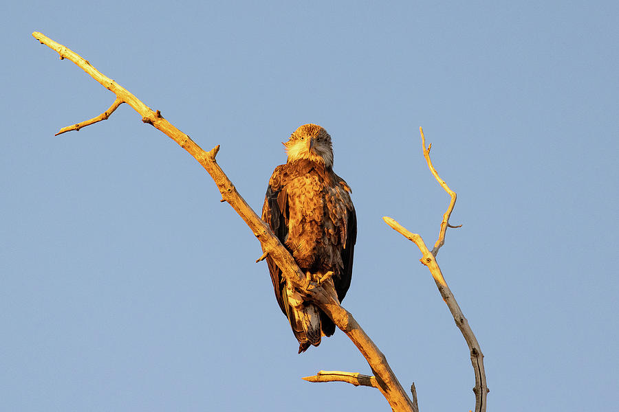 Young Bald Eagle Stares in the Early Morning Sun Photograph by Tony Hake