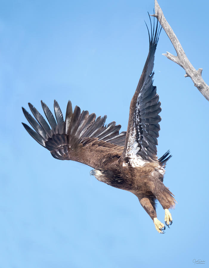 Young Bald Eagle Take-Off Photograph by Judi Dressler