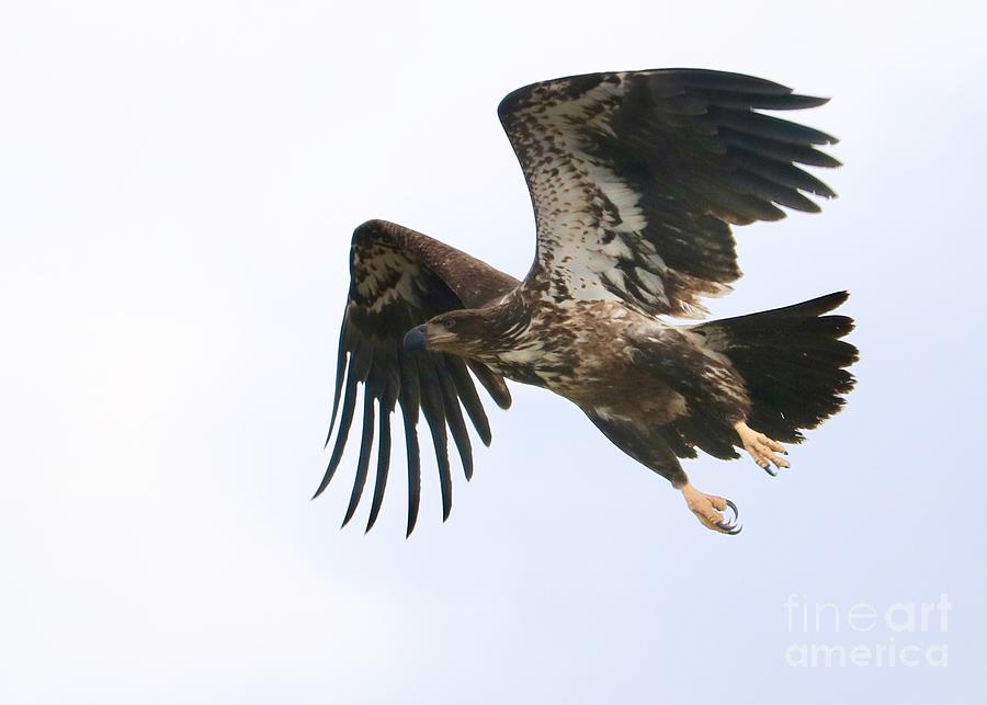 Young Bald Eagle Takes Flight Photograph by Carol Groenen