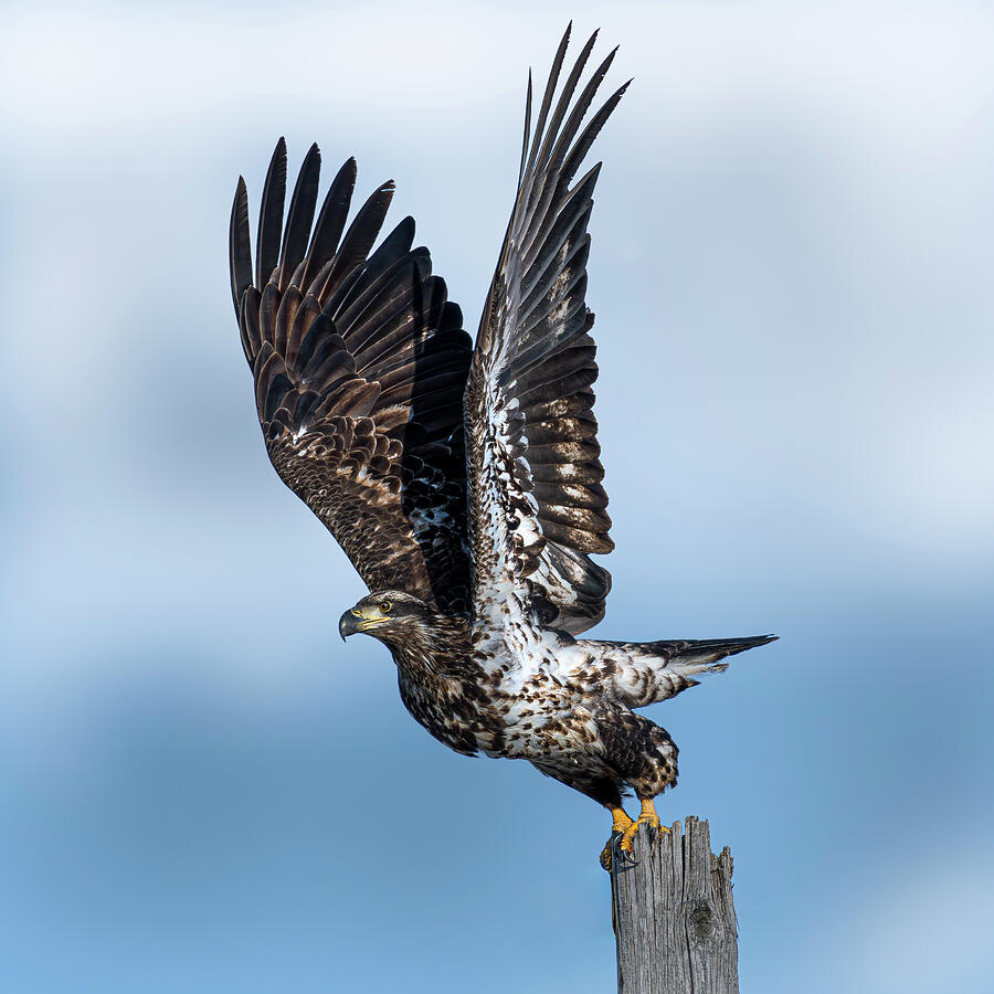 Young Bald Eagle taking flight Photograph by Alan Moore Young Bald Eagle taking flight Photograph by Alan Moore