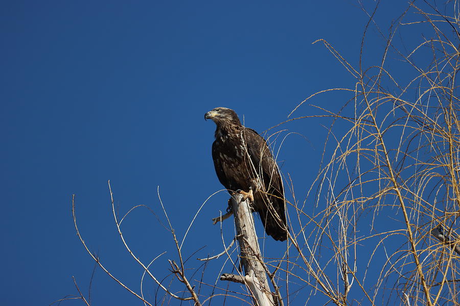 young Bald eagle Photograph by Thomas Samida