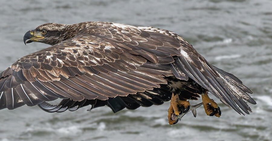 Young Bald Eagle with fish Photograph by Alan Moore Young Bald Eagle with fish Photograph by Alan Moore