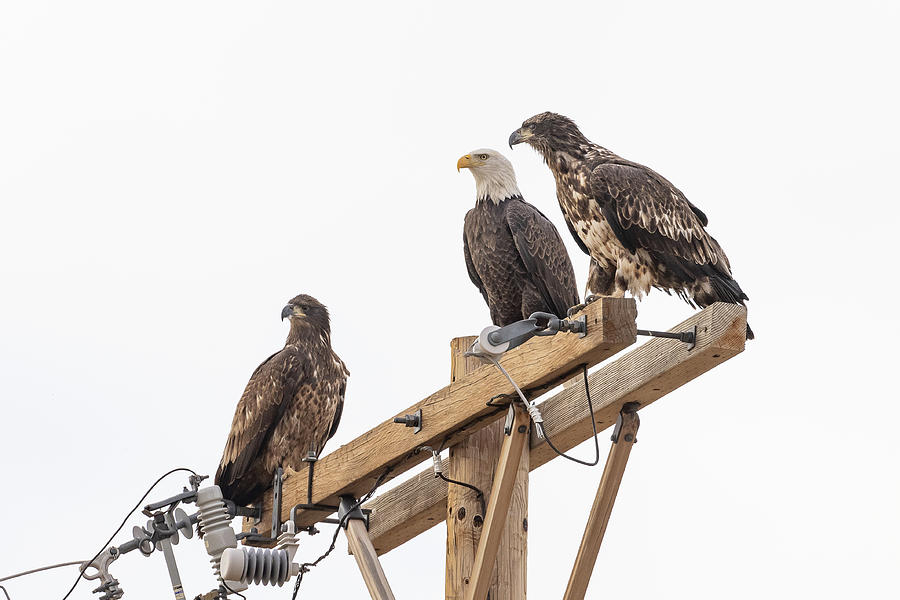 Young Bald Eagles Hang Out with an Adult Photograph by Tony Hake