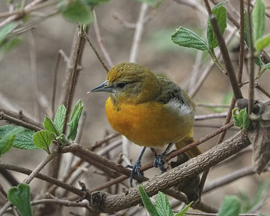Young Baltimore Oriole Photograph by Scott Olsen