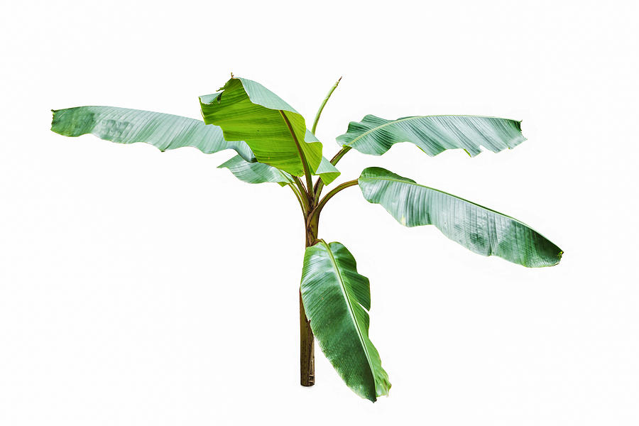 Young banana tree isolated on white background. Photograph by Doidam10