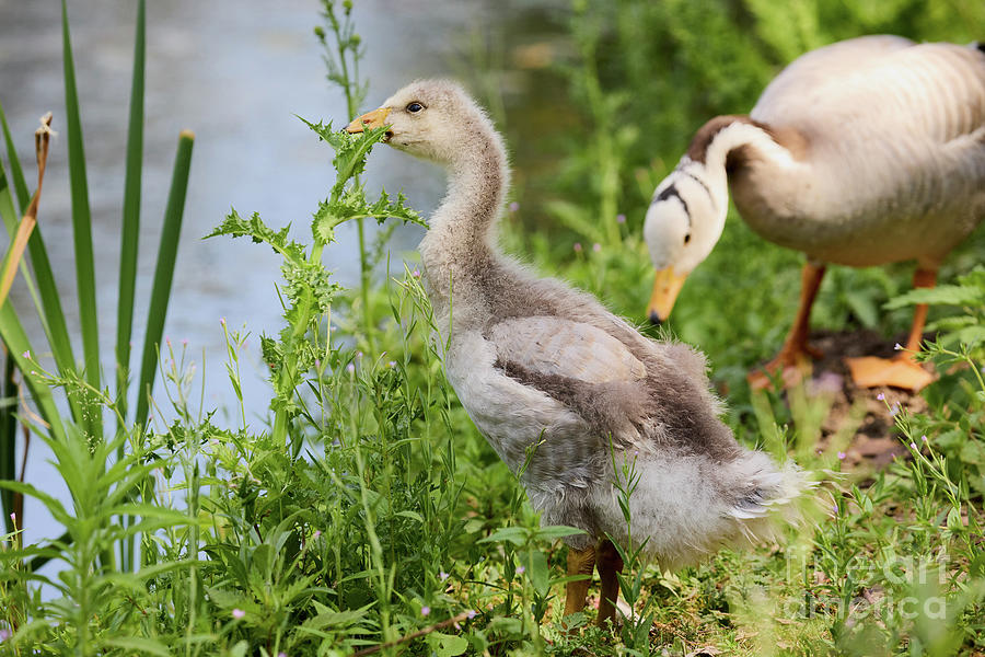 Young bar-headed goose nibbling on vegetation Photograph by Nick Biemans