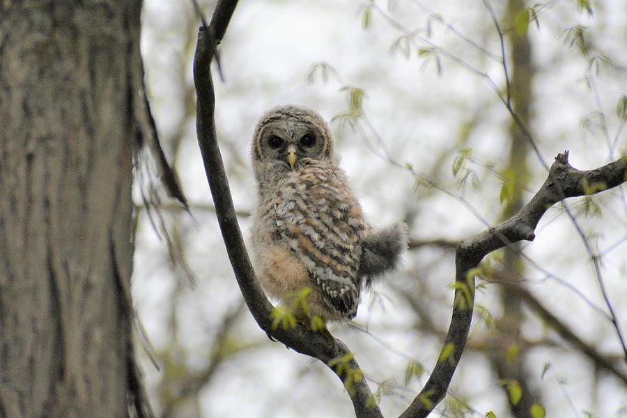 Young Barred Owl Photograph by Judy Genovese