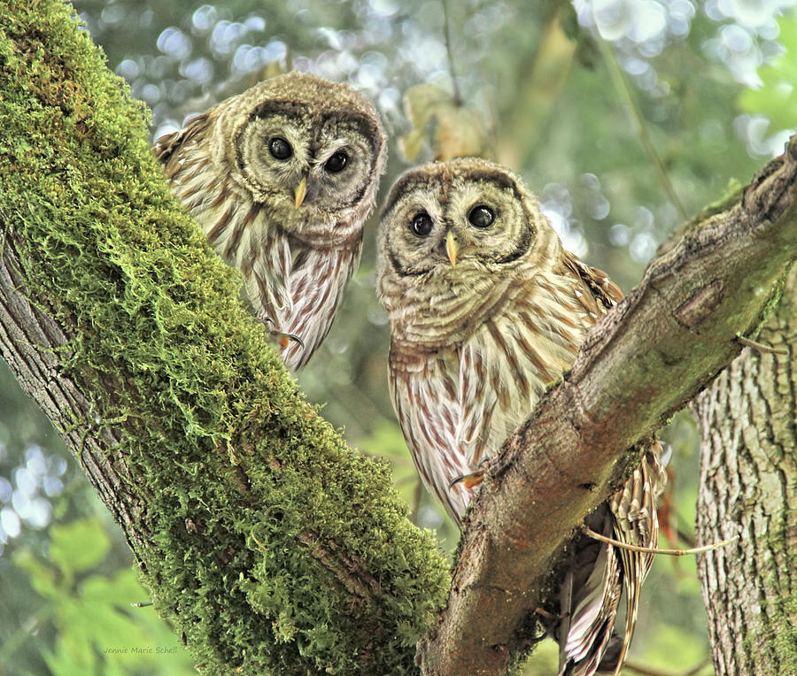 Owl Photograph - Young Barred Owlets  by Jennie Marie Schell