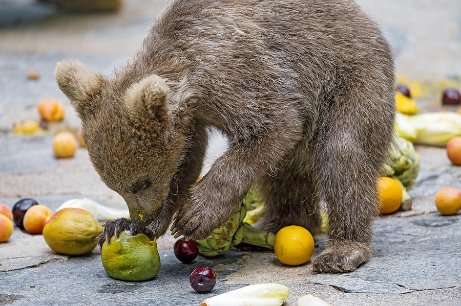 Young bear choosing fruits Photograph by Picture by Tambako the Jaguar
