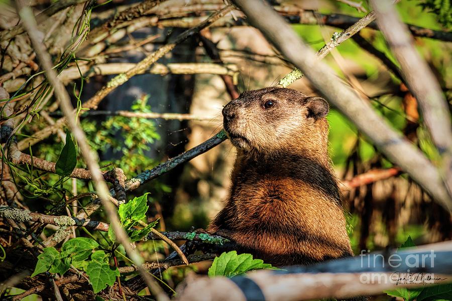 Wildlife Photograph - Young Beaver on Cobbosseecontee Stream by Jan Mulherin