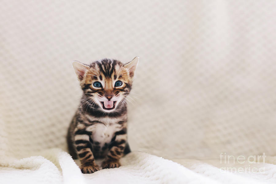 Portrait of Angry Bengal Cat Meowing on isolated Black Background