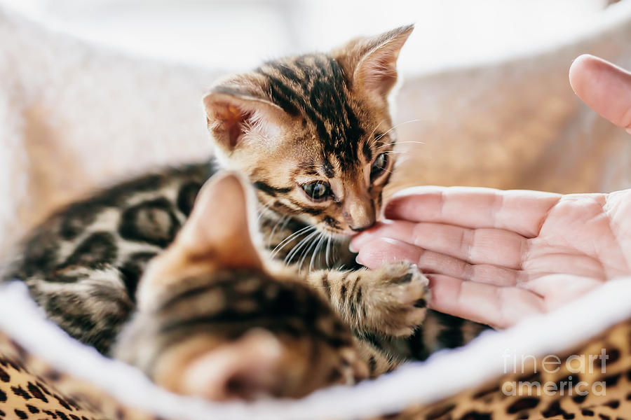 Young Bengal cat sniffing a woman hand Photograph by Michal Bednarek