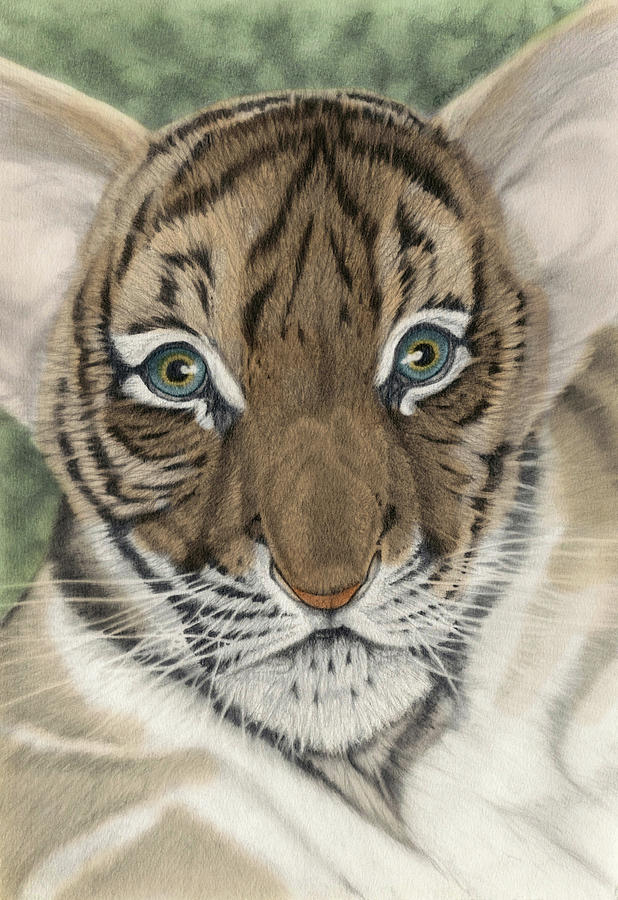 Tiger Mixed Media - Young Bengal tiger cub colour edit by Gary Doran