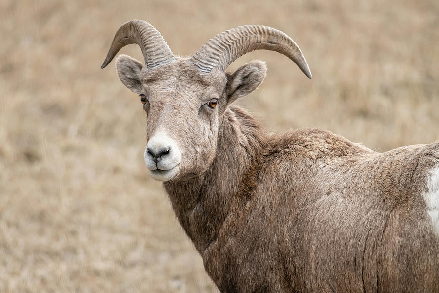 Young Bighorn Ram Photograph by Constance Puttkemery
