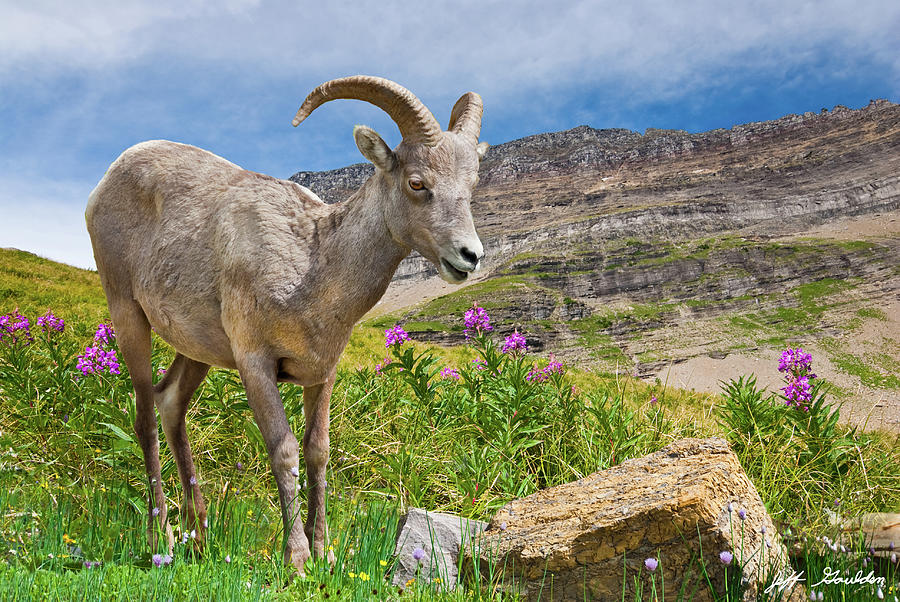 Young Bighorn Ram in a Meadow Photograph by Jeff Goulden