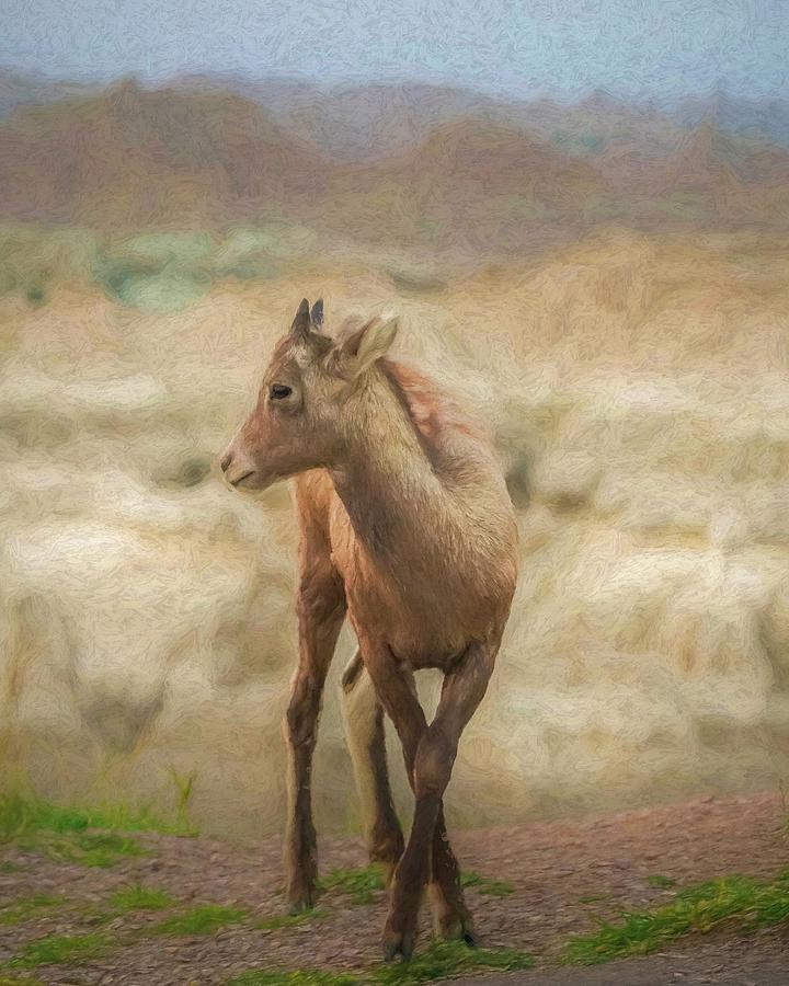 Young Bighorn Photograph by Susan Rydberg